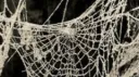 ★ DEAD IN HOLLYWOOD ★ Discord server banner