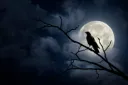 Mellow's Coven Discord server banner