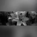 splash