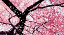 🌸CherryBlossom🌸 splash