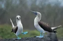 πππ π³ππ splash