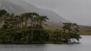 Fiáine na Connemara Banner
