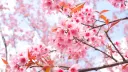 🌸The Sakura Grove🌸 splash