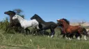𝑀𝐷𝐵𝑟𝑎𝑛𝑡ℎ’𝑠 𝐻𝑜𝑟𝑠𝑒𝑠 & 𝐶ℎ𝑖𝑡 𝐶ℎ𝑎𝑡 𝐶𝑜𝑟𝑛𝑒𝑟 splash