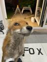 Harold The Fox Banner
