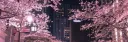🇯🇵 cherry blossom🌸 splash