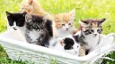 catz splash