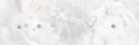𝐂𝐞𝐥𝐞𝐬𝐭𝐢𝐚𝐥 . . Banner