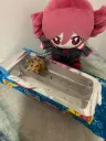 ✶⋆  𝘁𝗵𝗲 𝗳𝘂𝗺𝗲  ⋆✶ splash