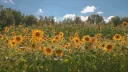﹒📷 ❛❛ BASIL'S home !! 🌻 ✧ ﹒ ⏖ ﹒🌿 Discord server banner