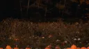 ᰔ Burning Roses ᰔ Discord server banner