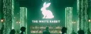 The White Rabbit "TWR" (3DX) splash