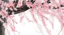 ꒰ঌ 𝒀𝒖𝒎𝒆𝒉𝒂𝒓𝒂 ໒꒱ 🌸 splash