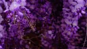 Lavender hub Discord server banner