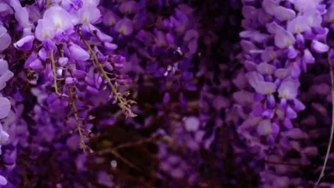 Lavender hub splash