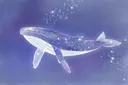 Rạp chiếu phim splash