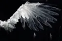 splash