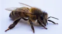 The Furry Beehive Discord server banner