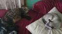 Cozy Corner Discord server banner