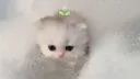 splash
