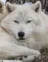 Werewolf Tavern splash