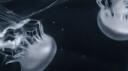 ⧽⊹   ethereal cove ˊ Banner