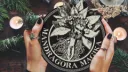 Mandragora Magika splash