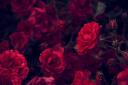 ࿐°*˖The Rose Garden˖*°࿐ Banner