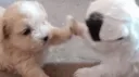 ʚଓ fluffies splash