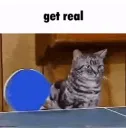 The Cat Cułt | Cat Emotes Discord server banner