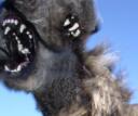 ˝ snarlz﹗ Banner