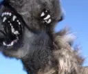 ˝ snarlz﹗✮ Discord server banner
