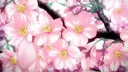 🌺|•Hibis splash