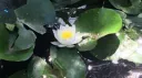 The Frogs Discord server banner