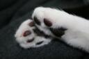 Silly-bitez! Banner