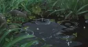 splash