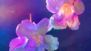 The Meadow || 1 yr!!! Discord server banner