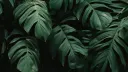 The Wilderness splash