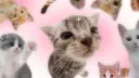 meow splash