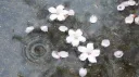 splash