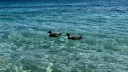 splash
