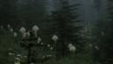 Swamp 18+ Banner