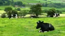 Milks Happy Farm Discord server banner