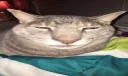 Cat gang_-★✦😼 Discord server banner