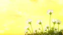 Duck Premium Inc. Discord server banner