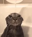 splash