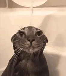 splash
