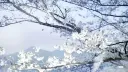 ( 싱크 )　✧　SYNK™   ┊   RT750 splash