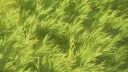 ⋆☾。゚☁。 𝑴𝒆𝒍𝒐𝒏𝒄𝒉𝒐𝒍𝒚 𝑯𝒂𝒗𝒆𝒏 。 ゚☾ ゚。☁⋆ Discord server banner