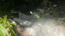 meow meow meow meow meow meow meow meow meow meow meow meow meow meow meow meow meow meow meow meow splash